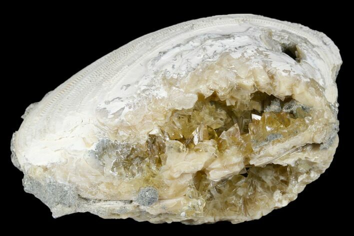 Fossil Clam with Fluorescent Calcite Crystals - Ruck's Pit, FL #177742